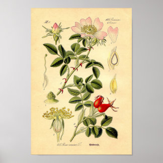 Botanische Rose - Hunde (Rosa Canina) Poster