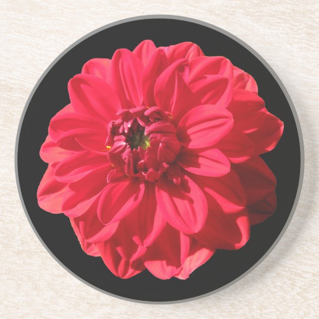 Botanische rote Dahlie-Blume auf irgendeiner Farbe Getränkeuntersetzer (Vorne)