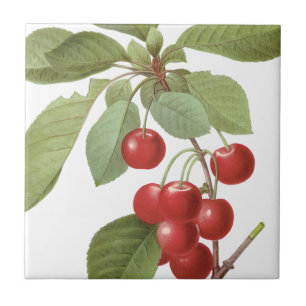 Botanische Rote Kirschen Fliese