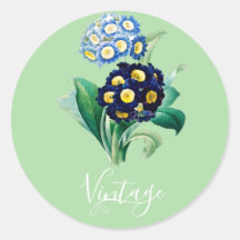 Botanische Schlüsselblumen-Primel Vintage