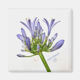 Botanische Schrift - Die Lüge des Nils Magnet