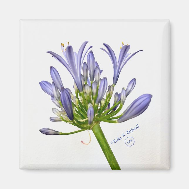 Botanische Schrift - Die Lüge des Nils Magnet (Vorne)