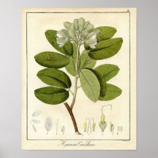 Botanische Schrift - Legume hymenaea candolliana Poster