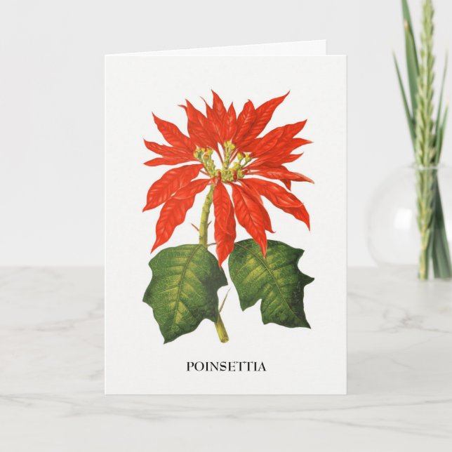 Botanische Schrift Poinsettia Feiertagskarte (Vorderseite)