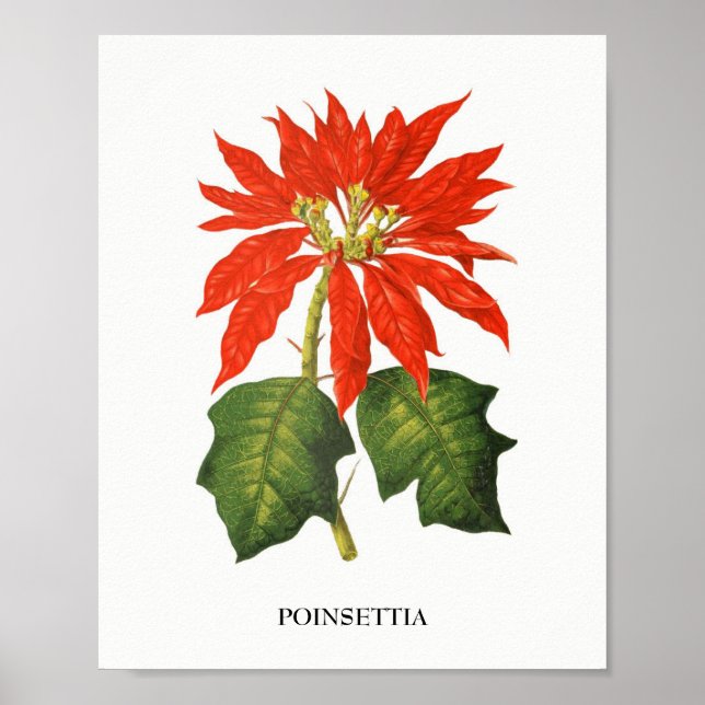 Botanische Schrift Poinsettia Poster (Vorne)