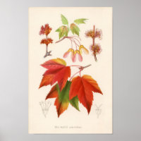 Botanische Schrift - Roter Ahorn (Acer rubrum)