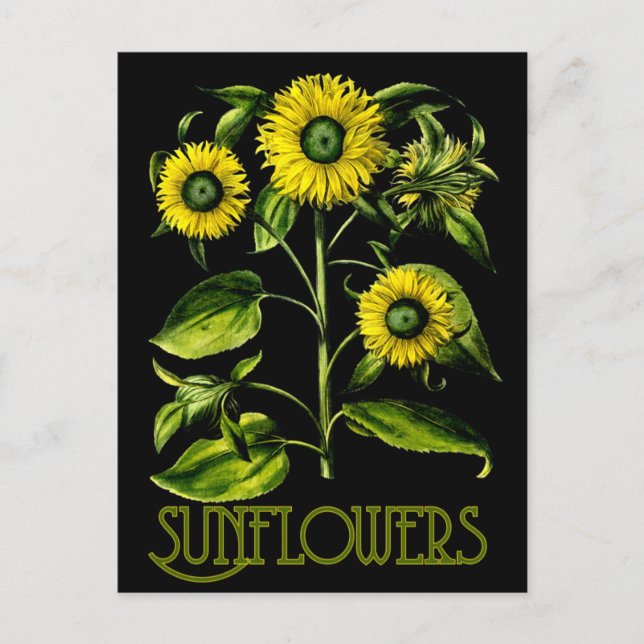 Botanische Sonnenblumen Dusky Postkarte 2 (Vorderseite)