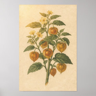 Botanische Studie der Kapstachelbeere 12 × 18 Po Poster
