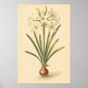 Botanische Studie Paperwhite-Narzisse 12 × 18 Po Poster