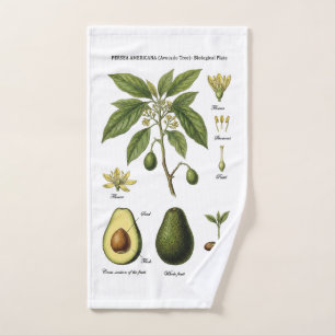 Botanische Tafel Avocado Persea Americana und Schn Handtuch