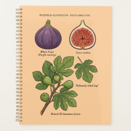 Botanische Tafel Feige Ficus Carica Planer