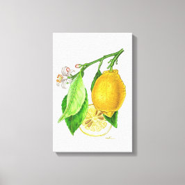 Botanische Tafel: Zitrone "Limonier ferraris" Leinwanddruck