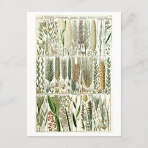 Botanische Übersicht über Vintage Gräser Postkarte
