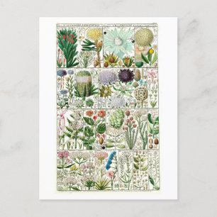 Botanische Übersicht über Vintage Tetrandia Postkarte