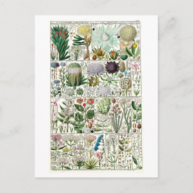 Botanische Übersicht über Vintage Tetrandia Postkarte (Vorderseite)