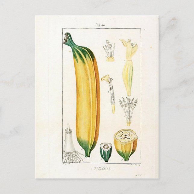 Botanische Vintage Bananenwerbung Postkarte (Vorderseite)