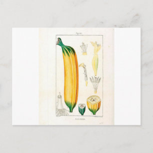 Botanische Vintage Bananenwerbung Postkarte