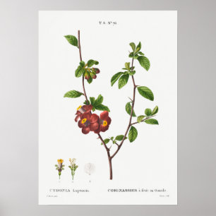 Botanische Vintage-Illustration Poster