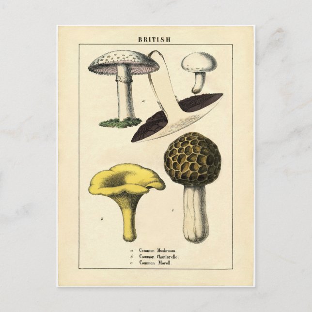 Botanische Vintage Pilzwerbung Postkarte (Vorderseite)