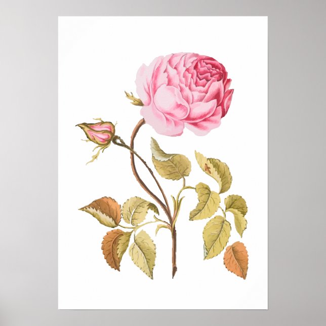 Botanische Vintage Rosa Rose Poster (Vorne)