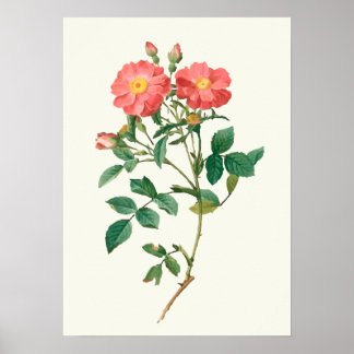 Botanische Vintage Rosa Rose Poster