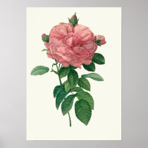 Botanische Vintage Rosa Rose Poster