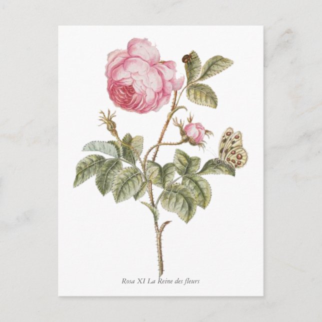 Botanische Vintage Rosa Rose Postkarte (Vorderseite)