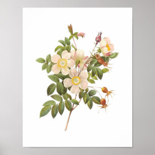 Botanische weiße Rosen Poster