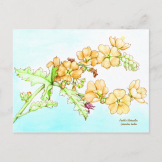 Botanische Wildblumen-Wasserfarbe, Globusmalve Postkarte