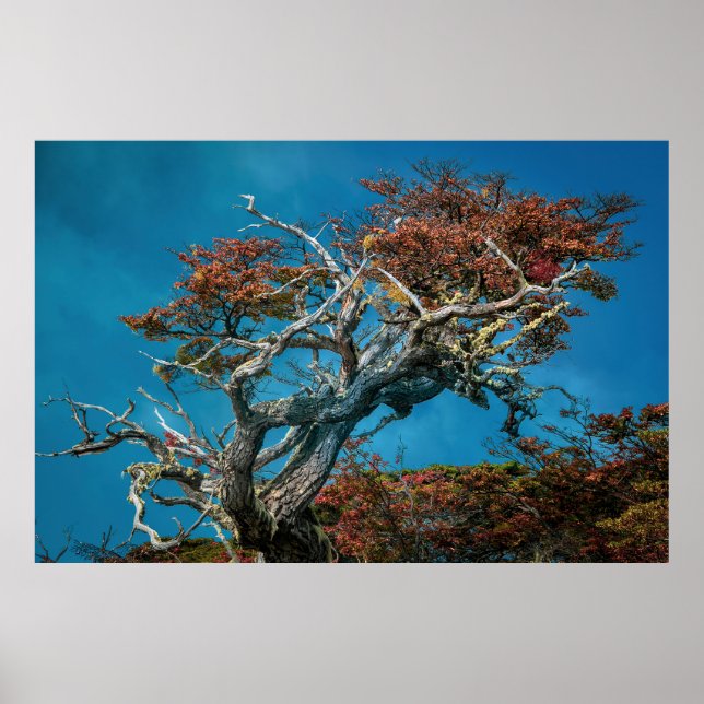 Botanische Wunder Argentiniens Poster (Vorne)