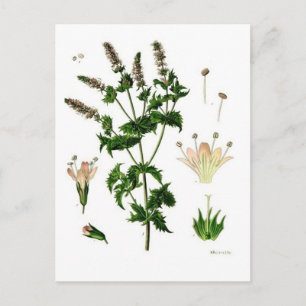 Botanische Zeichnung von Grüner Minze Postkarte