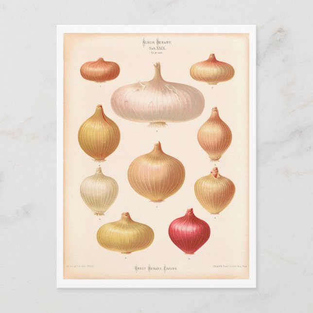 Botanische Zwiebelabbildung aus dem Saatkatalog Postkarte (Vorderseite)