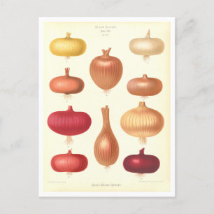 Botanische Zwiebelabbildung aus dem Saatkatalog Postkarte