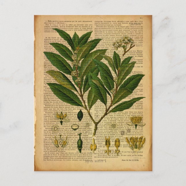 Botanischer Ausdruck auf der alten Buchseite Postkarte (Vorderseite)