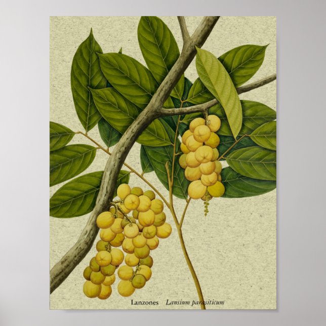 Botanischer Ausdruck Lanzone Poster (Vorne)