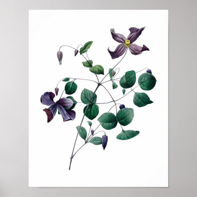 Botanischer Ausdruck von CLEMATIS, Original von Re Poster (Vorne)