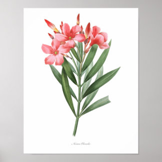 Botanischer Ausdruck von HÖCHSTER QUALITÄT, Oleand Poster
