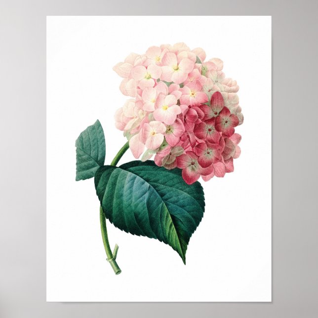 Botanischer Ausdruck von HYDRANGEA, Original von R Poster (Vorne)
