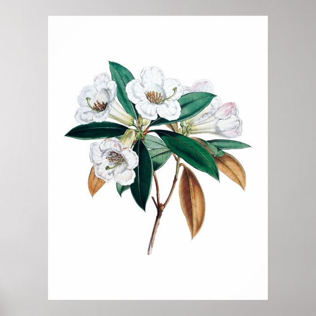 Botanischer Ausdruck von Rhododendron Poster (Vorne)