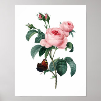 Botanischer Ausdruck von ROSE, originell von Redou Poster
