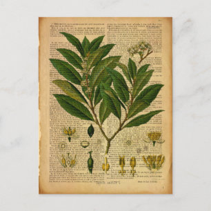 Botanischer Druck auf alter Buchseite Postkarte