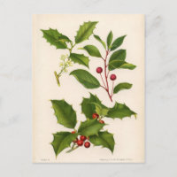 Botanischer Druck - Berg u. amerikanische