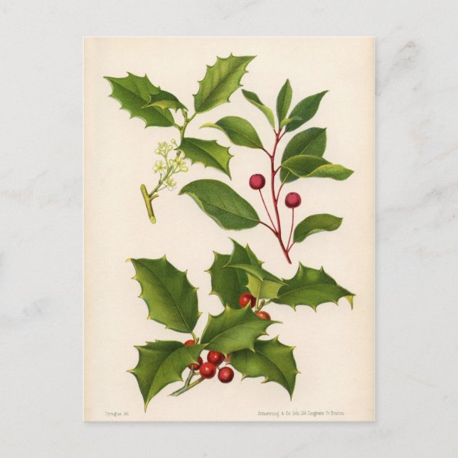 Botanischer Druck - Berg u. amerikanische Postkarte (Vorderseite)
