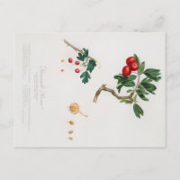 BOTANISCHER DRUCK DER ROTEN THORNAPFELPOSTKARTE