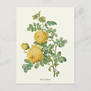 Botanischer Druck einer alten gelben Rose Postkarte