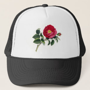 Botanischer Druck - französische Rose (Rosa Truckerkappe