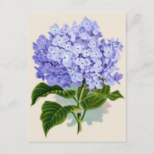 Botanischer Druck - Hortensie Postkarte