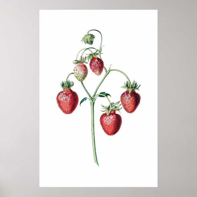 Botanischer Druck Poster (Vorne)
