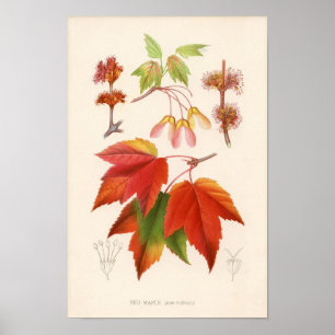 Botanischer Druck - Rotahorn (Acer Rubrum) Poster
