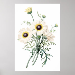 Botanischer ERSTKLASSIGER QUALITÄTS-Druck der Poster